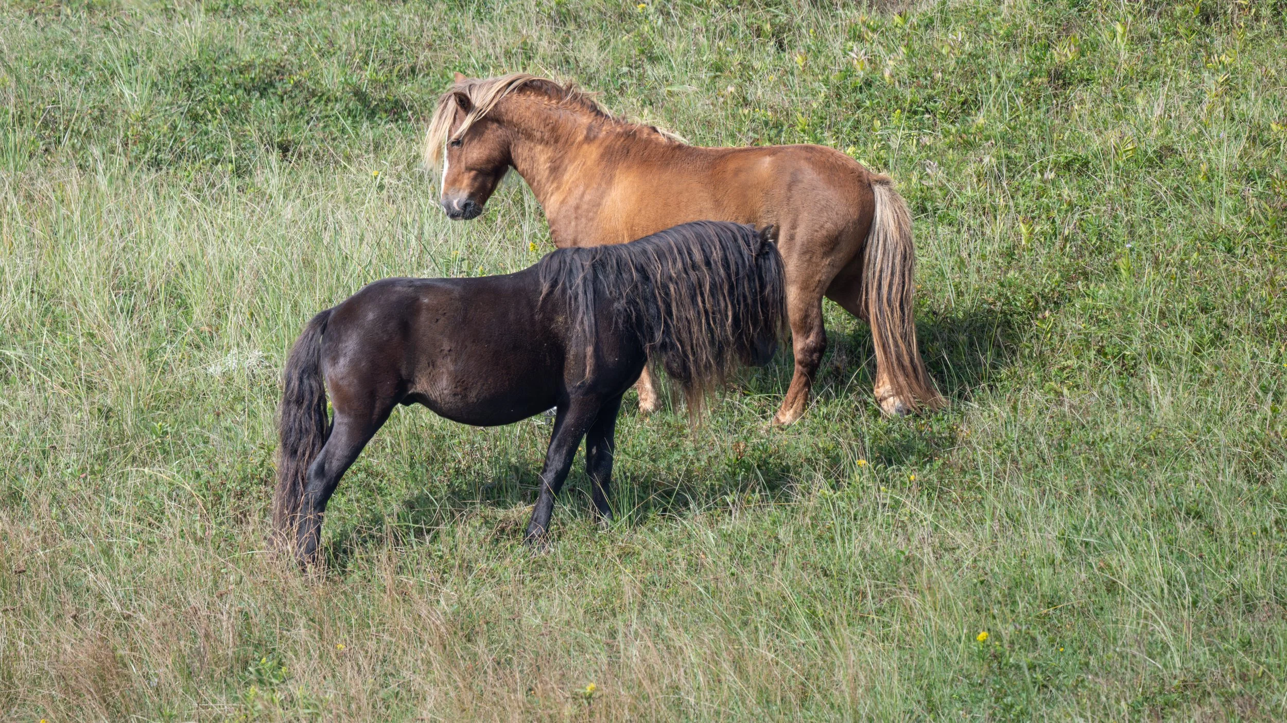 2025-09-12 Sable Island-4.jpg