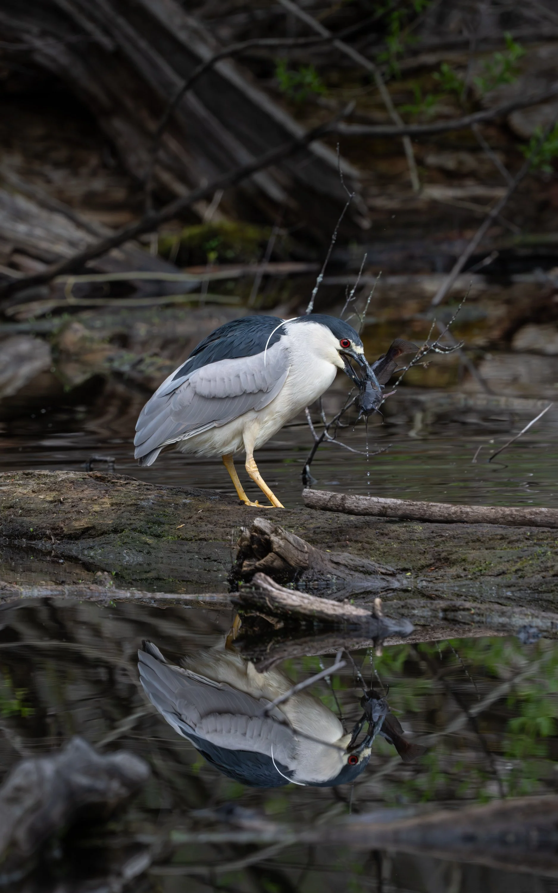 Black-crowned night-heron standing among logs above its reflection, Mud Lake, Ottawa