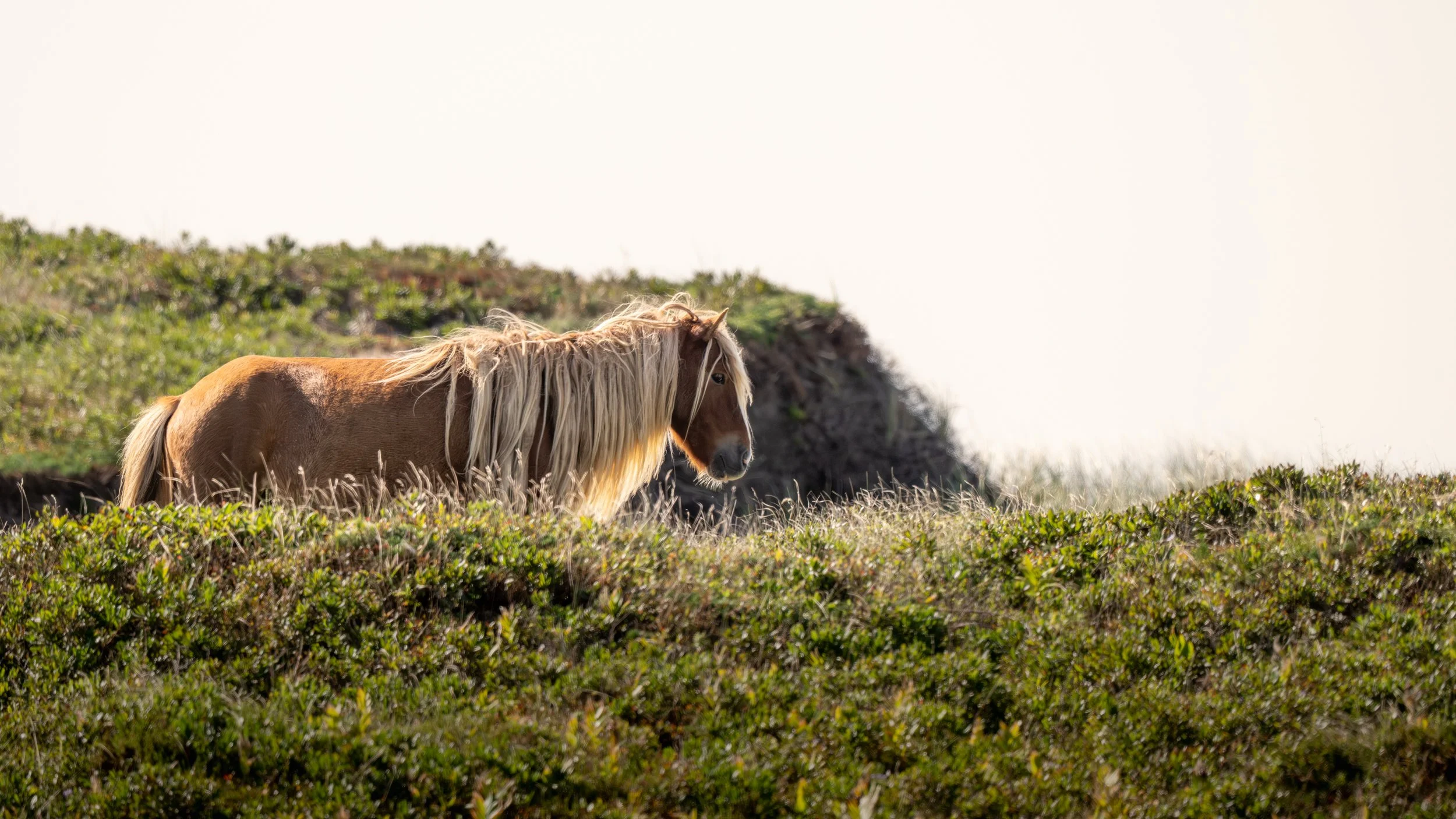 2025-09-12 Sable Island.jpg