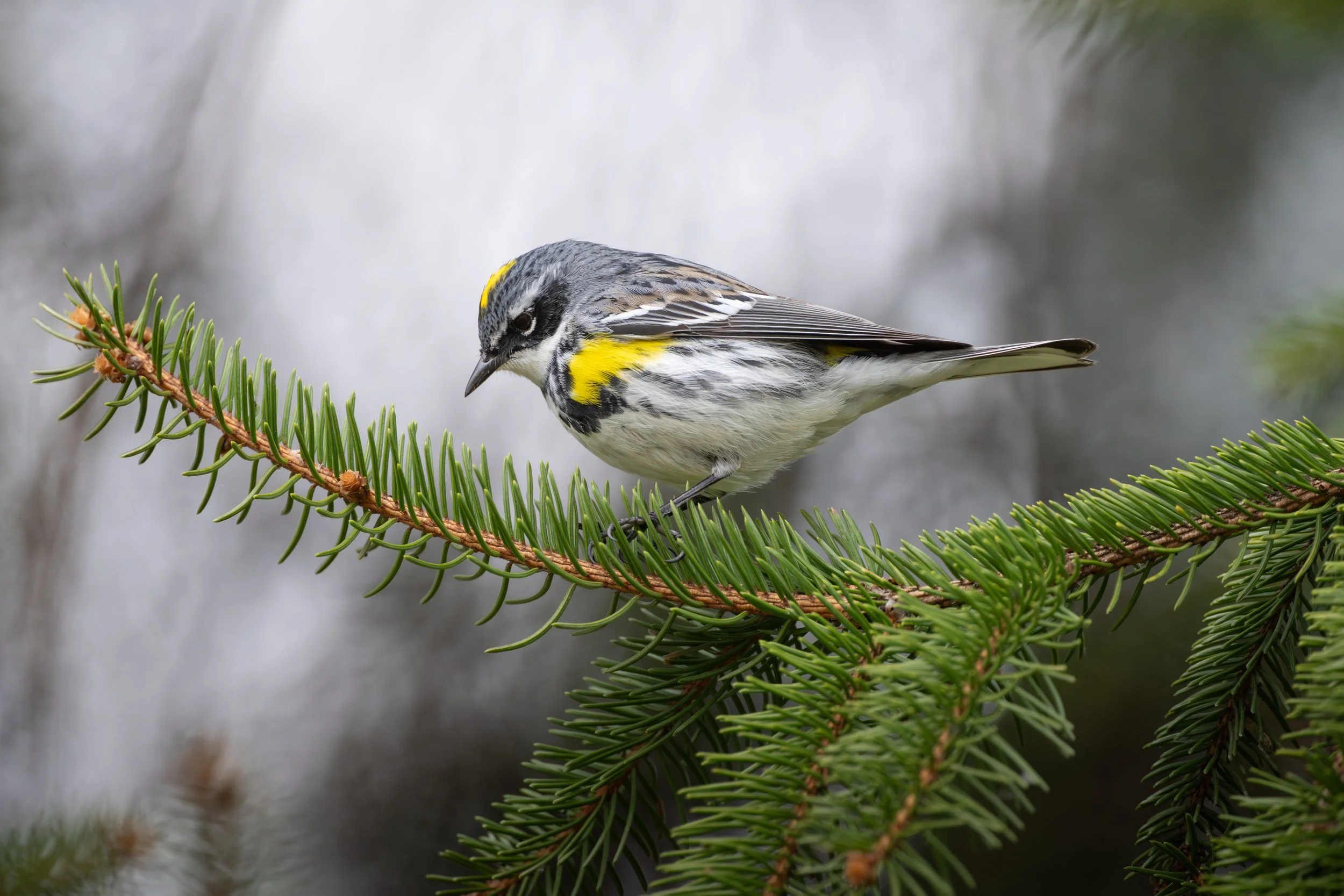 Yellow-rumped warbler in spring plumage on a spruce branch