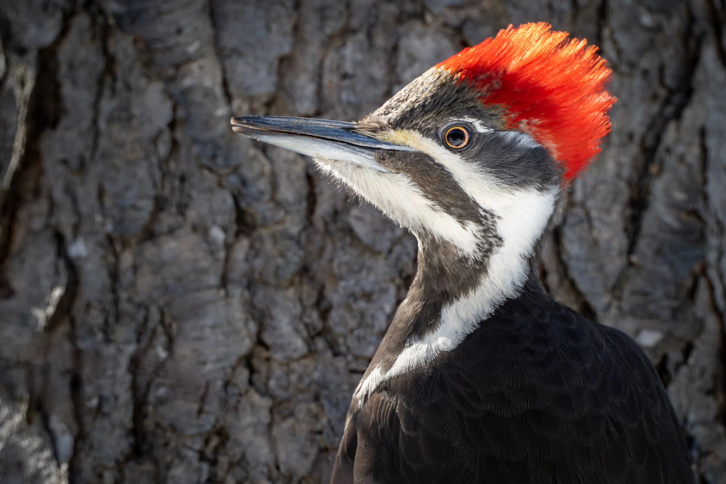 Pileated woodpecker in profile against rough tree bark, Mud Lake, Ottawa