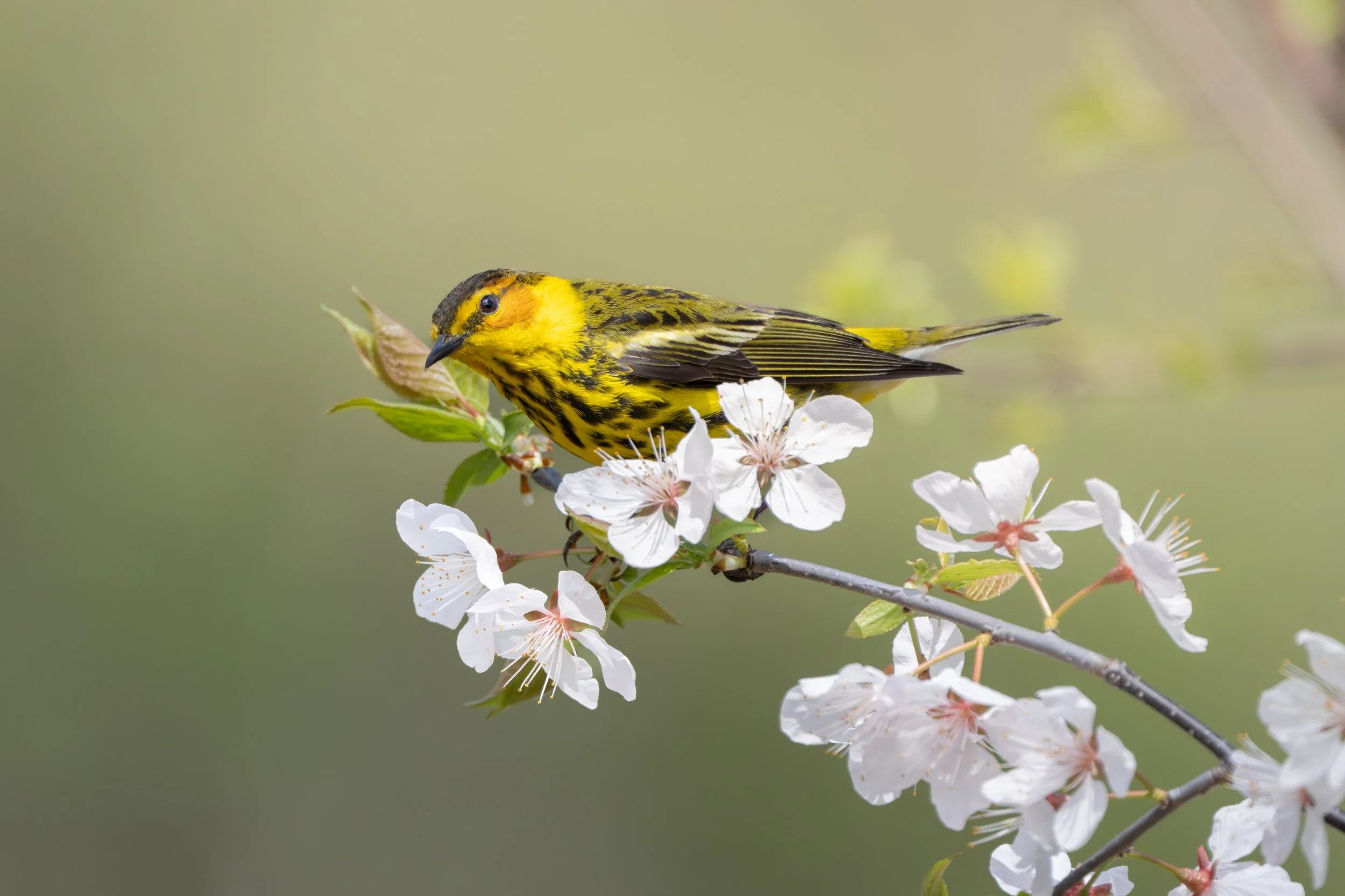 Cape May warbler facing the camera among white spring blossoms, Mud Lake, Ottawa
