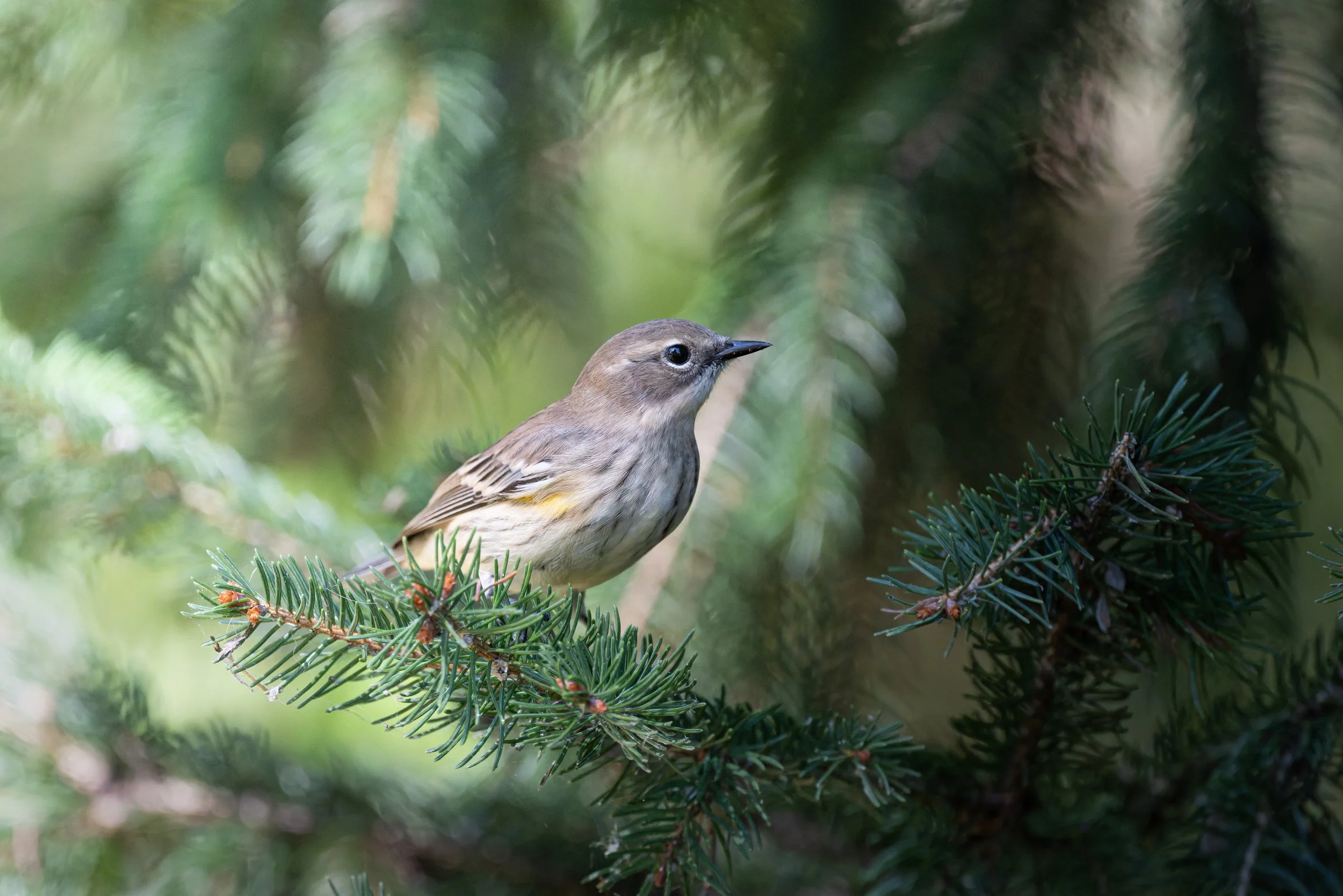 Yellow-rumped warbler in fall plumage on a spruce branch, Mud Lake, Ottawa