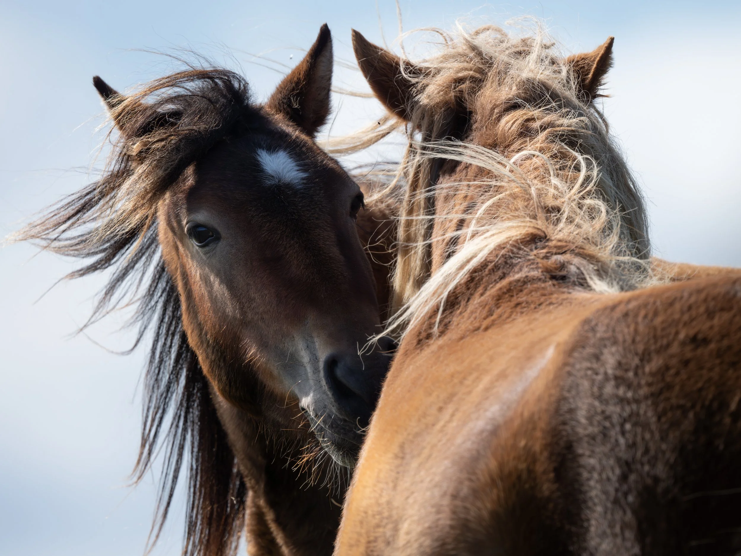 2025-09-12 Sable Island-9.jpg