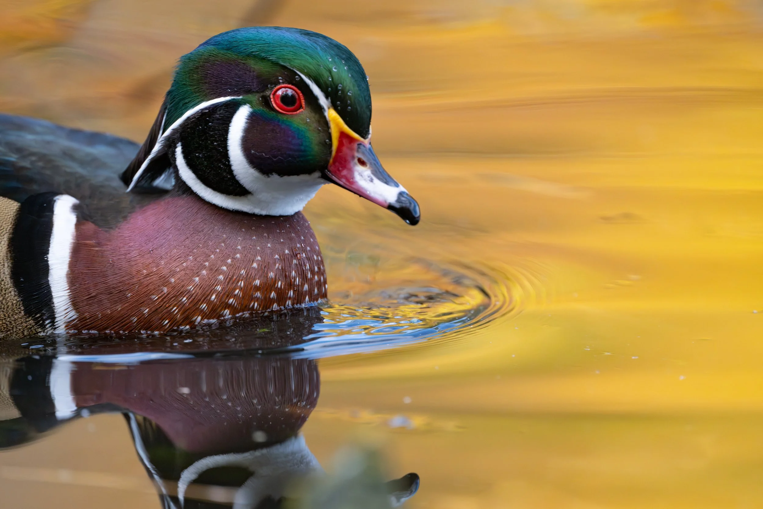 Male wood duck swimming on golden autumn water, Mud Lake, Ottawa