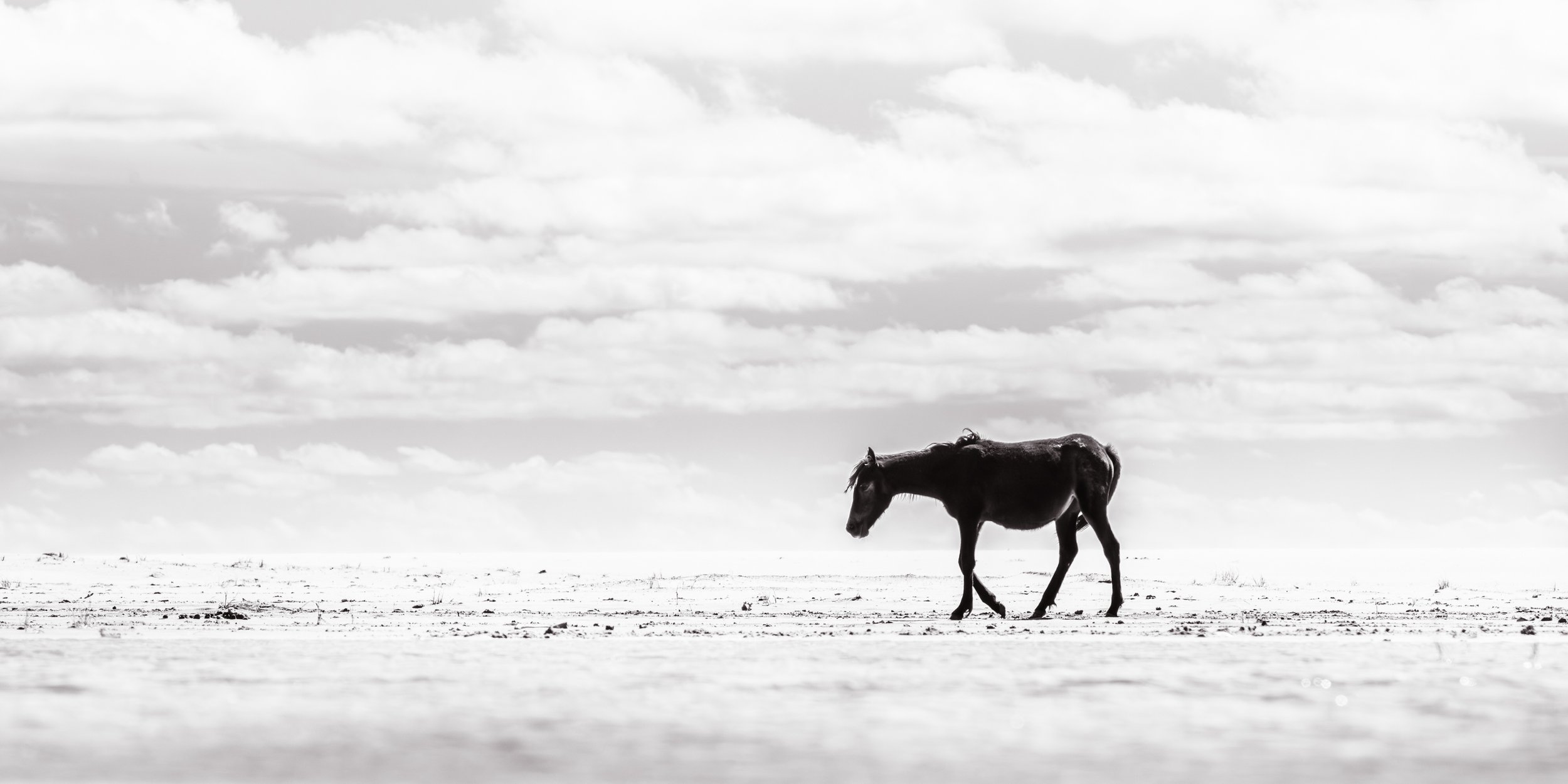 2025-09-12 Sable Island-42.jpg
