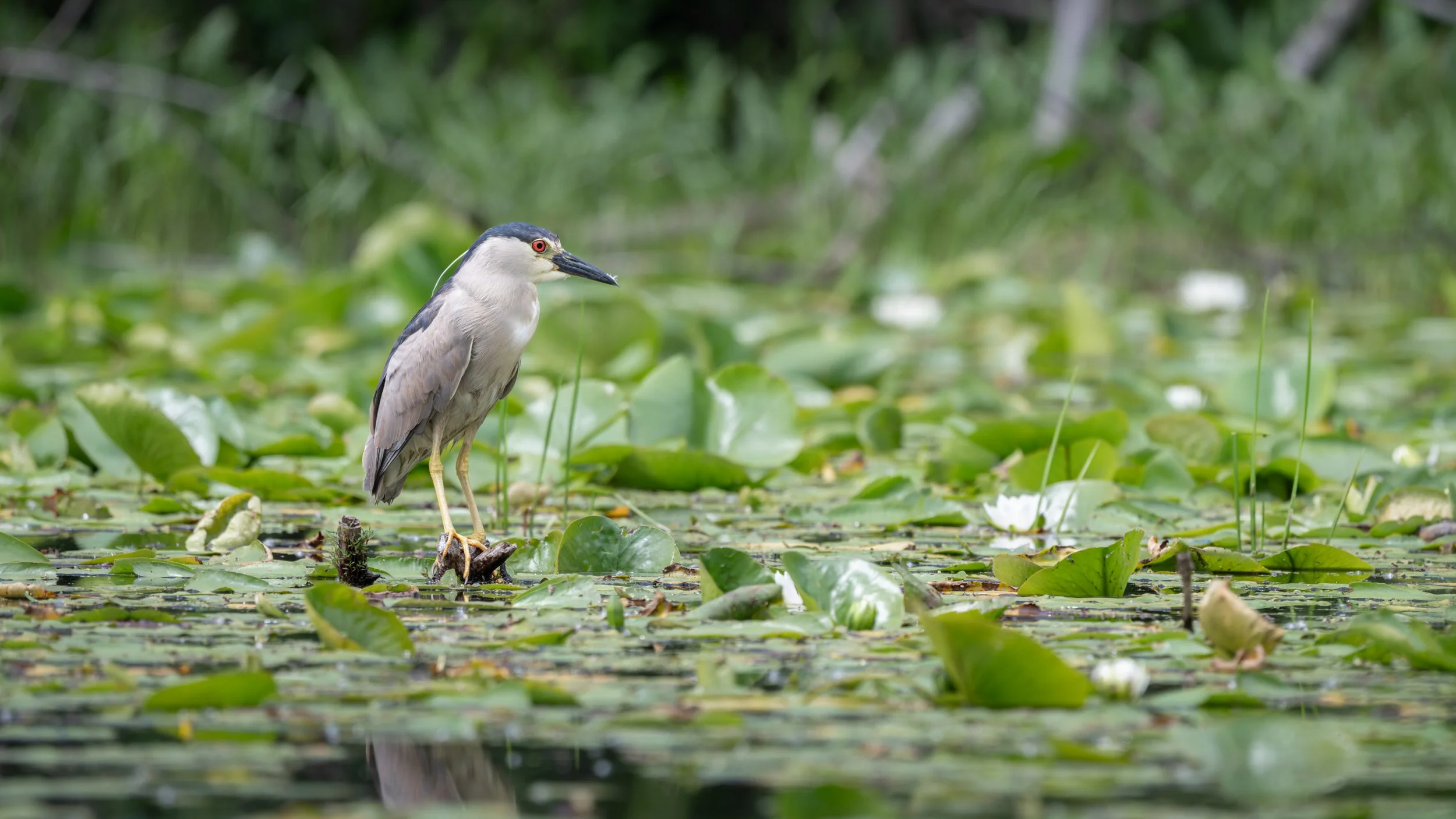 Black-crowned night-heron standing among lily pads and flowers, Mud Lake, Ottawa