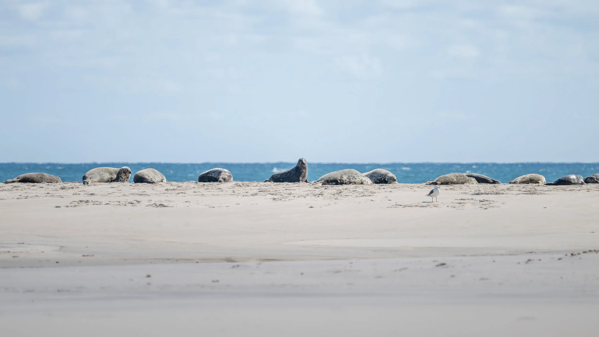 2025-09-12 Sable Island-47.jpg