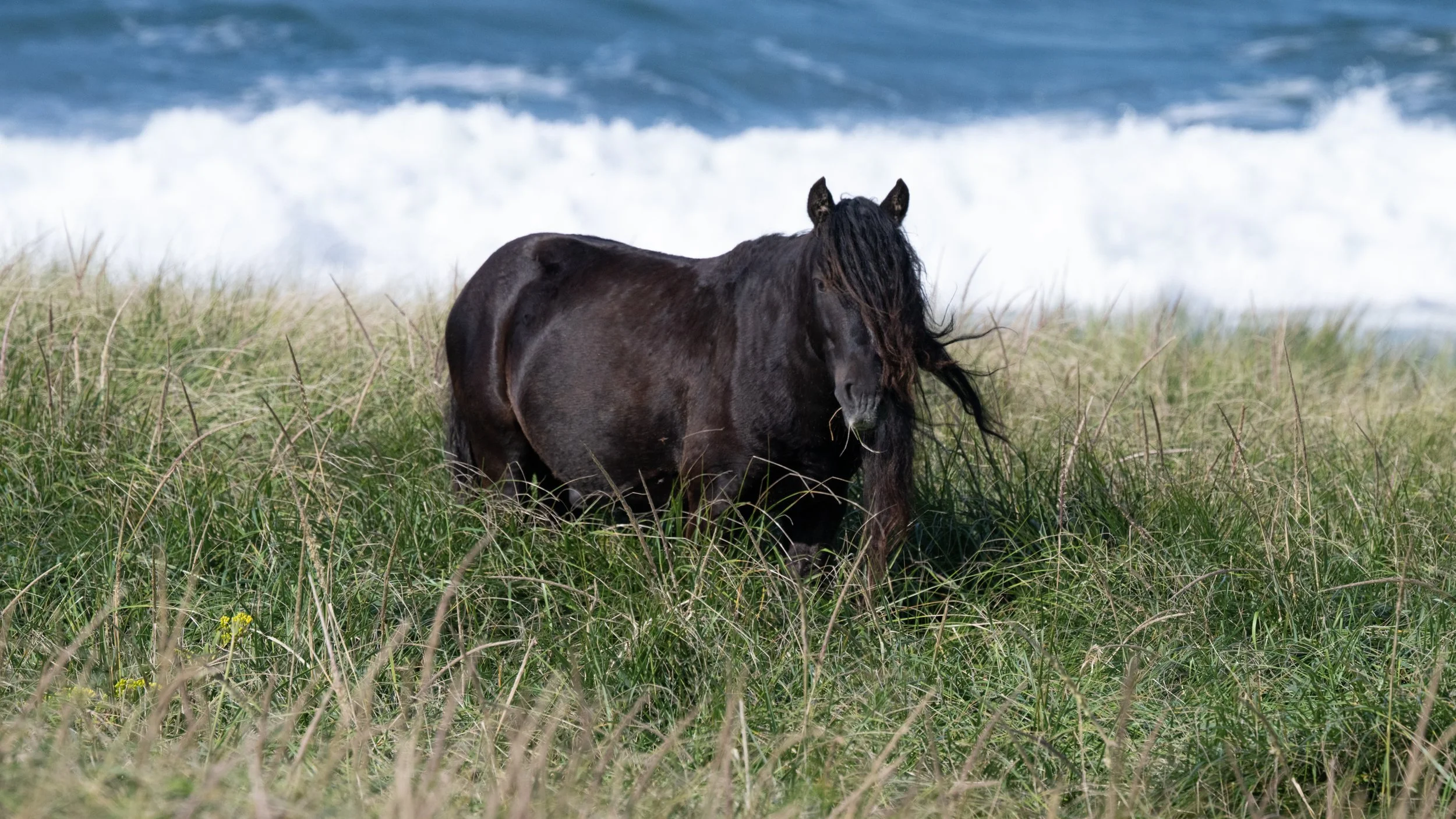 2025-09-12 Sable Island-64.jpg