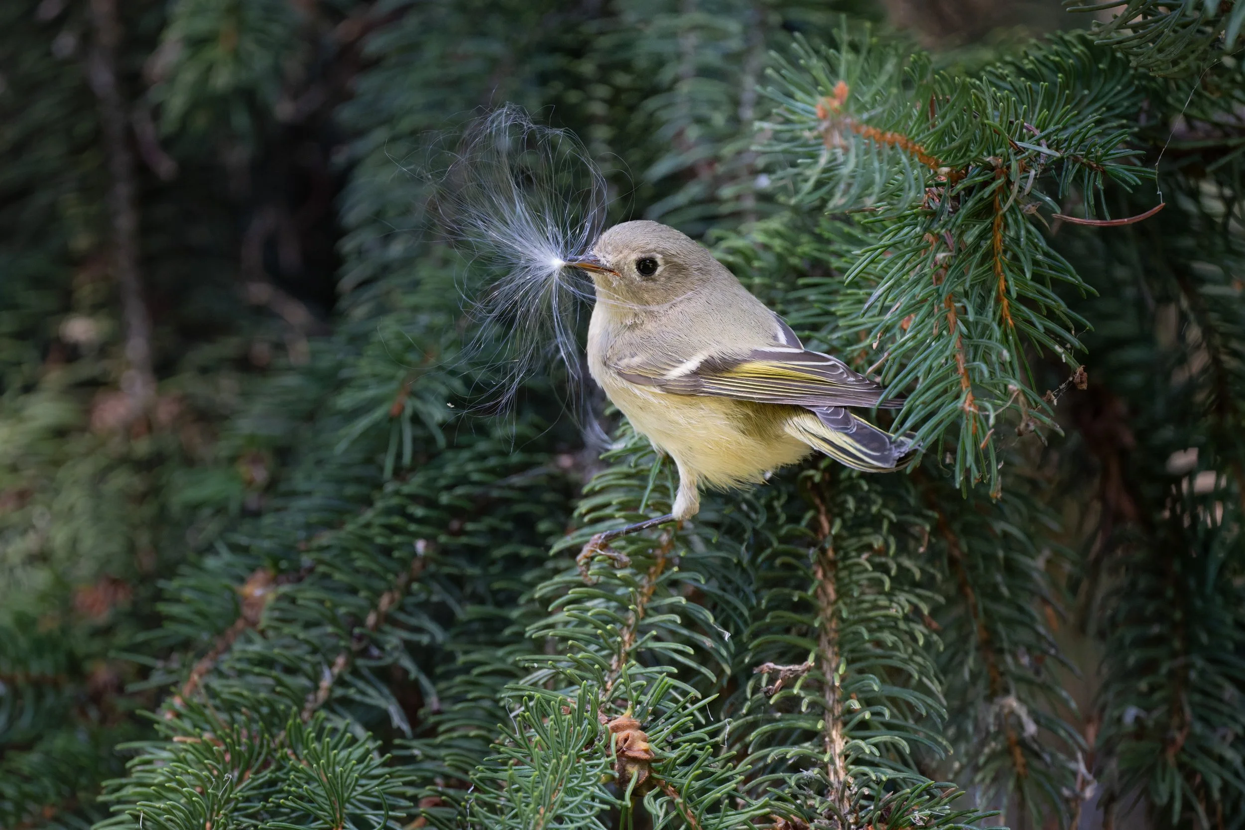 Ruby-crowned kinglet with a wisp of seed fluff on its bill, in spruce, Mud Lake, Ottawa