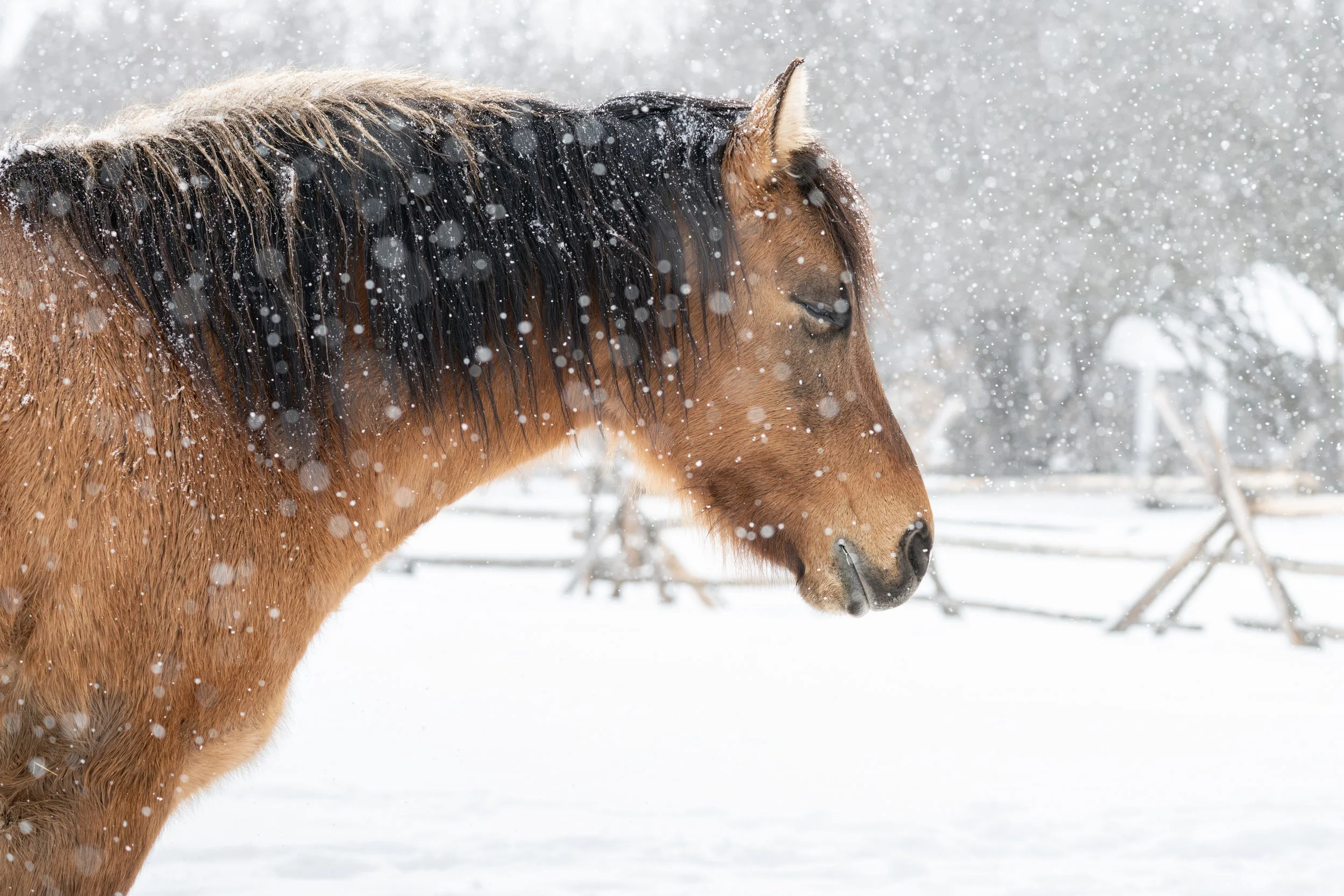 2026-02-22 Spirit Horses-9.jpg