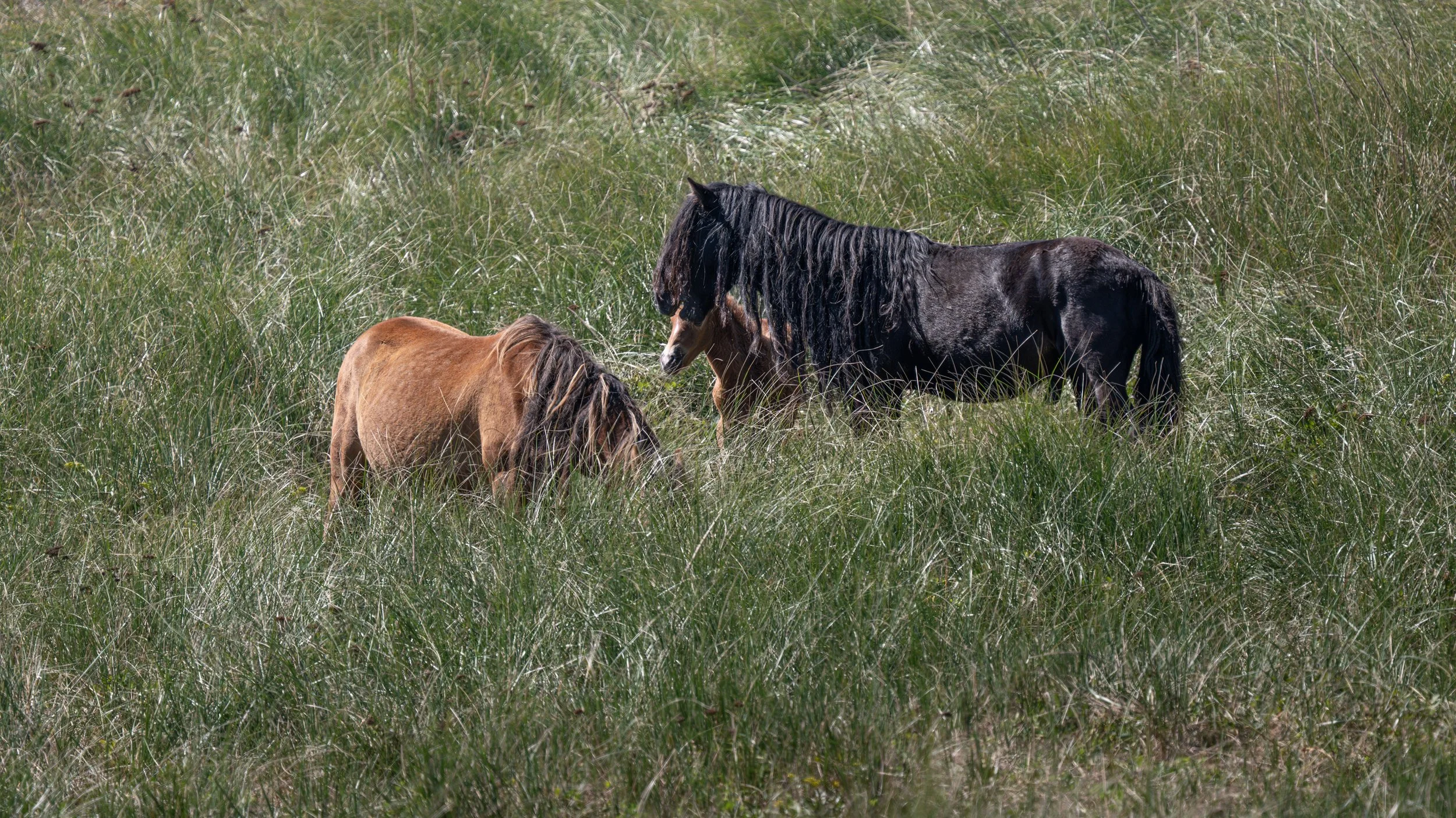 2025-09-12 Sable Island-34.jpg