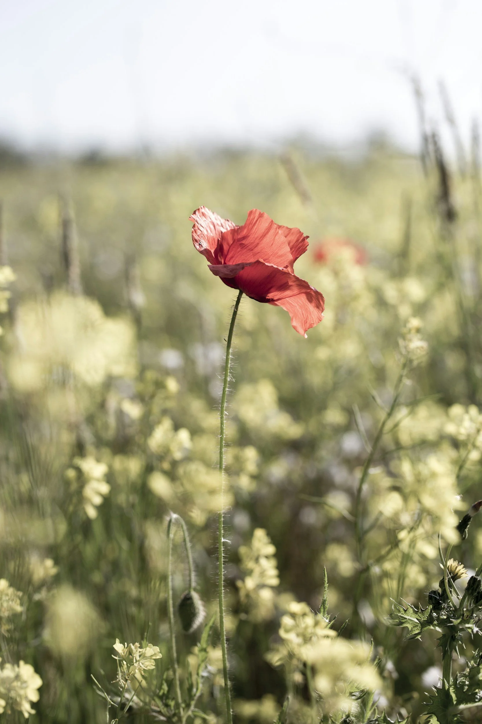 Studio Closure: Remembrance Day
