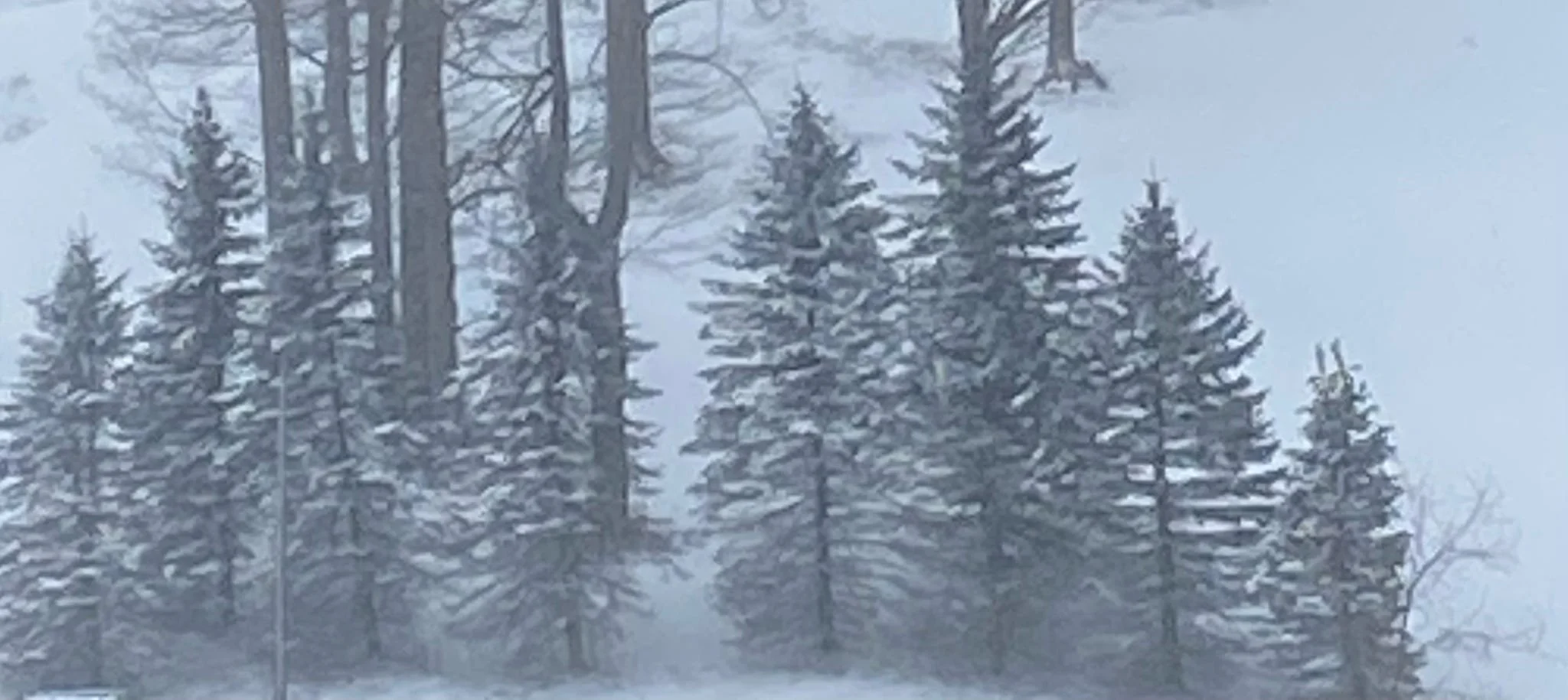 Kittyhawk Ski Club.  Snow-covered pine trees in a foggy, winter landscape.