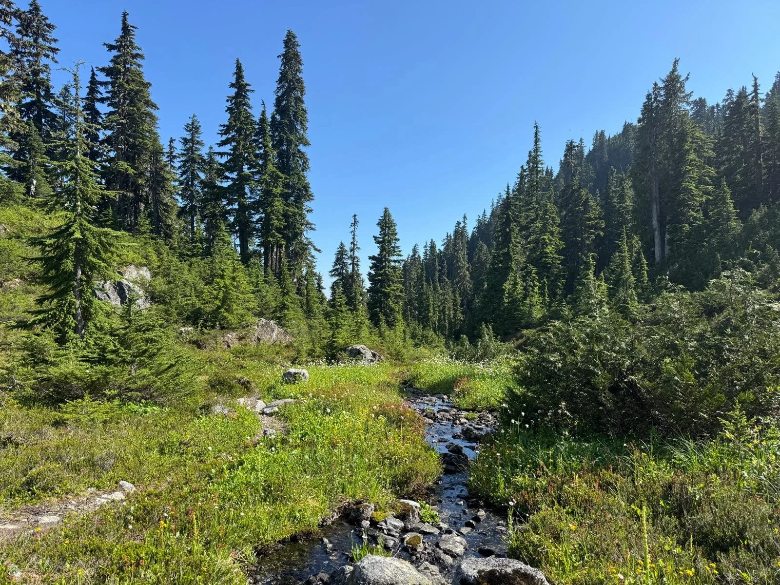 A forest scene with tall pine trees, a small stream running through green grass, rocks, and a clear blue sky.