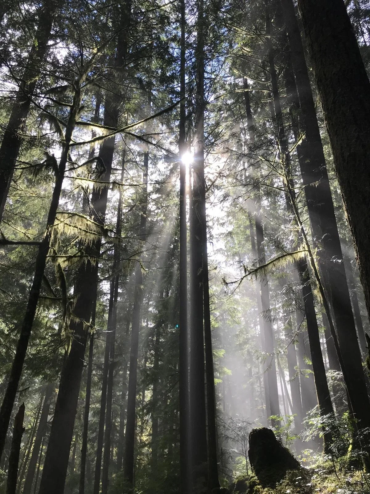 Sunlight filtering through tall trees in a dense forest with moss hanging from branches.