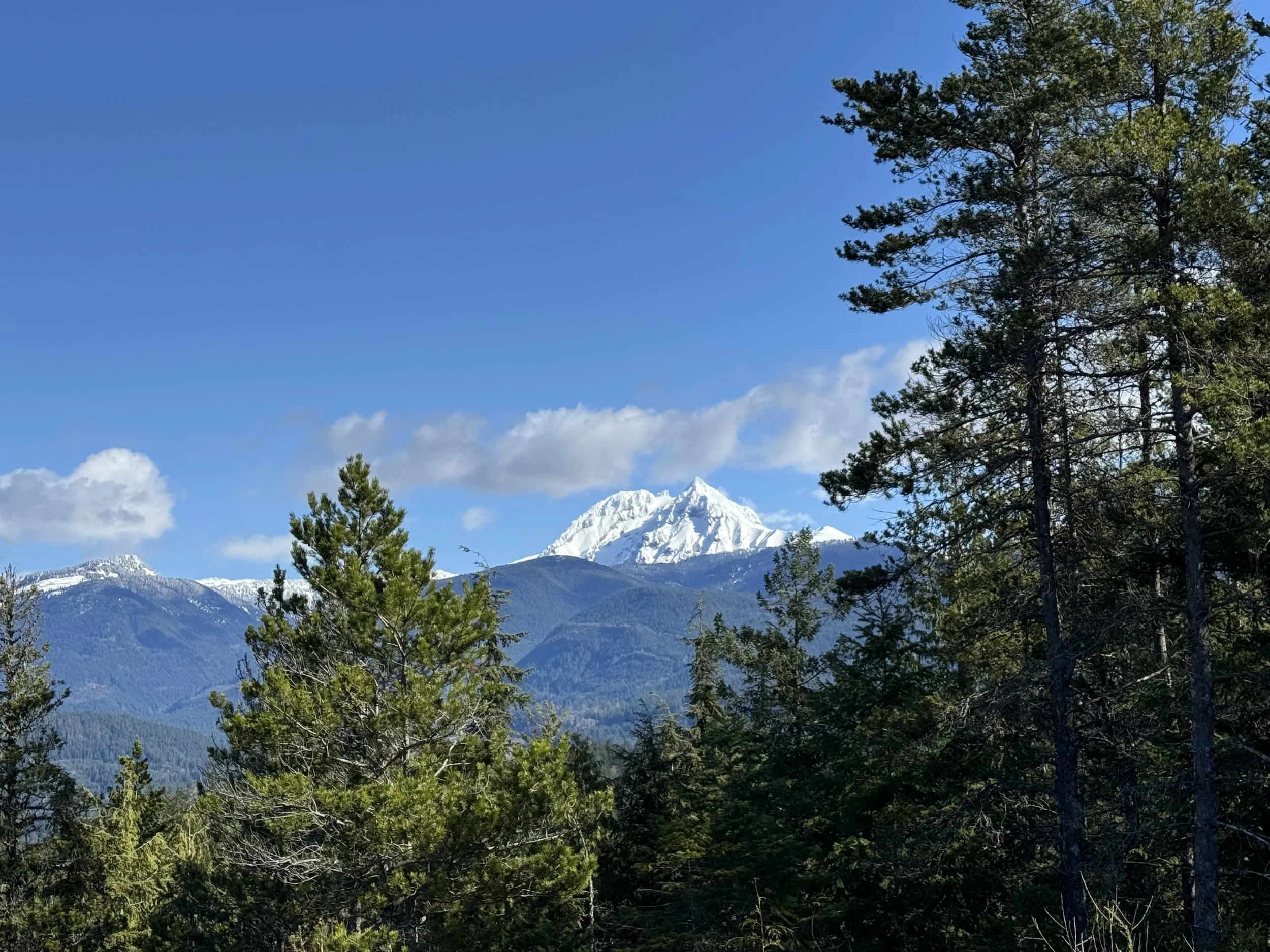 Snow-capped mountain peak visible behind green pine forest with blue sky and a few clouds.