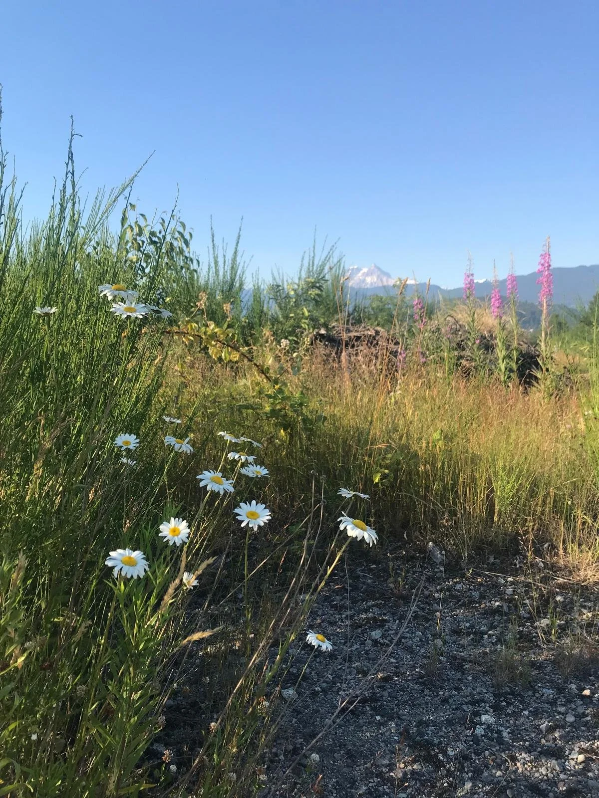 Wildflowers, including daisies, in a grassy meadow with mountains and blue sky in the background.