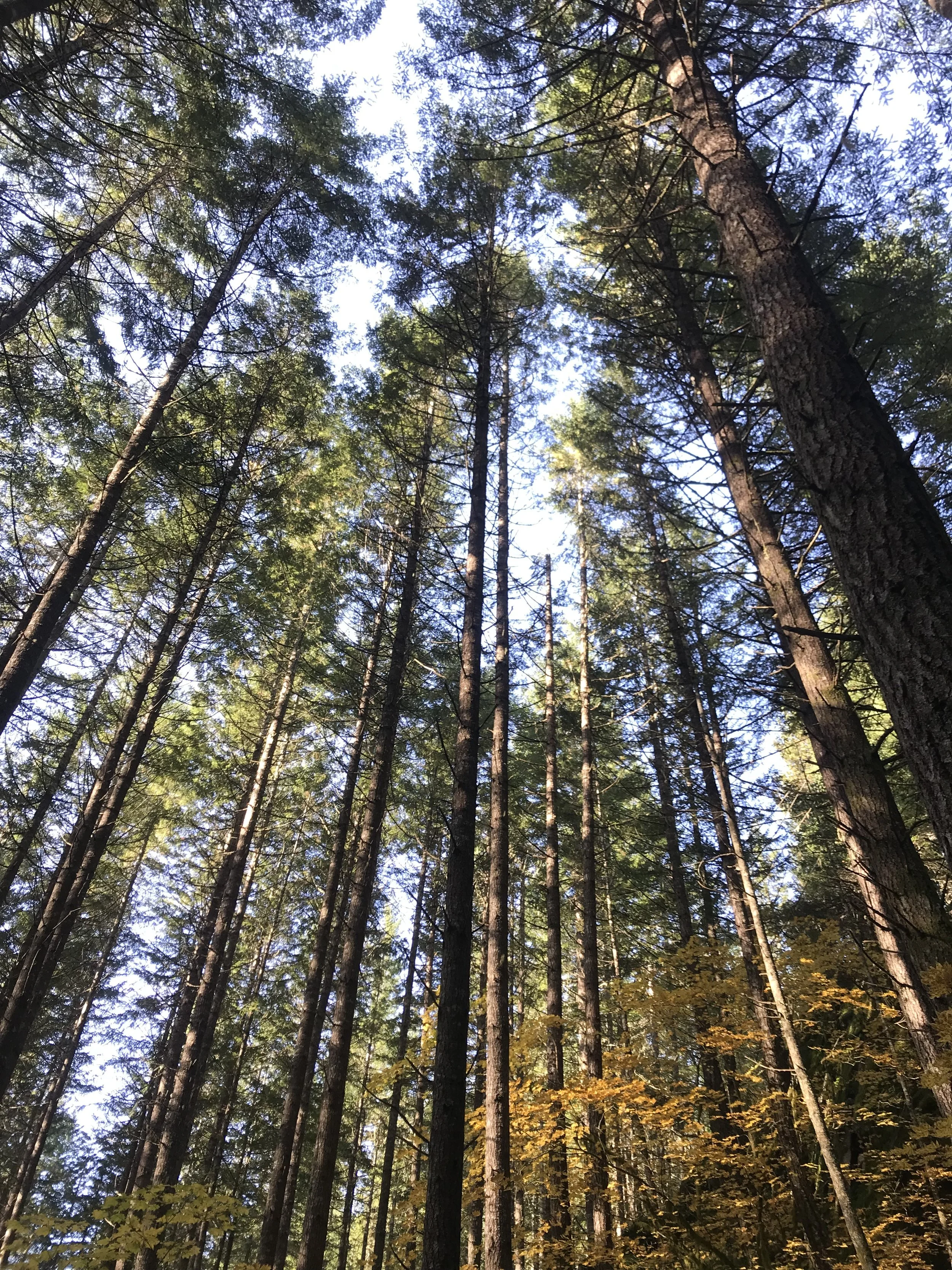 Tall evergreen trees in a forest with blue sky visible through the branches, some showing autumn foliage.