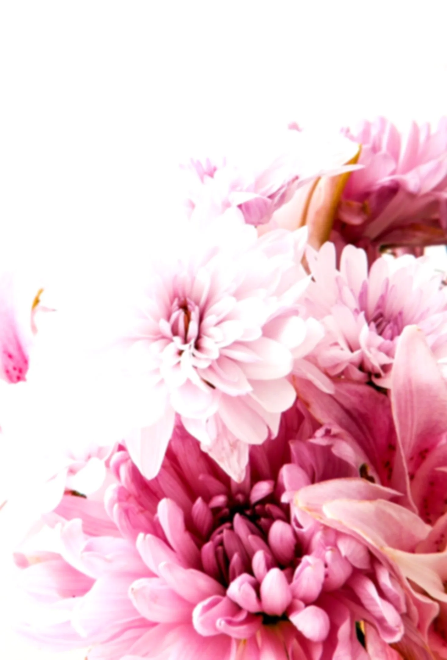 Close-up of pink and white flowers.