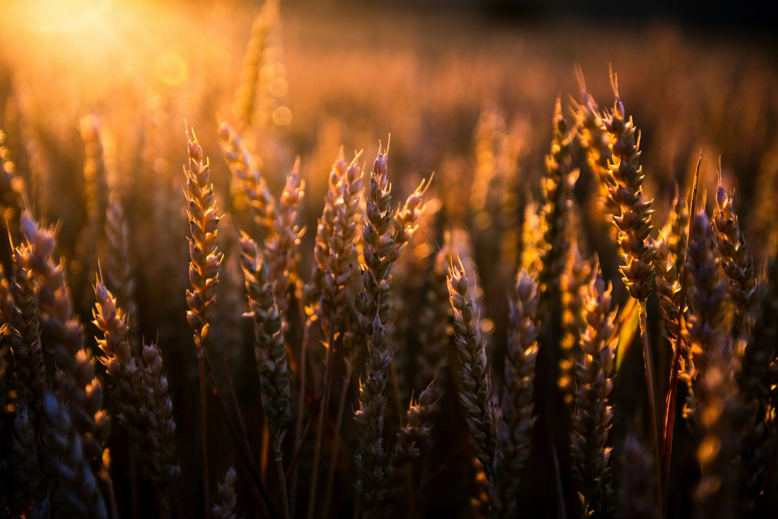 Close-up of wheat stalks in a field at sunset, with warm golden light illuminating the crops.