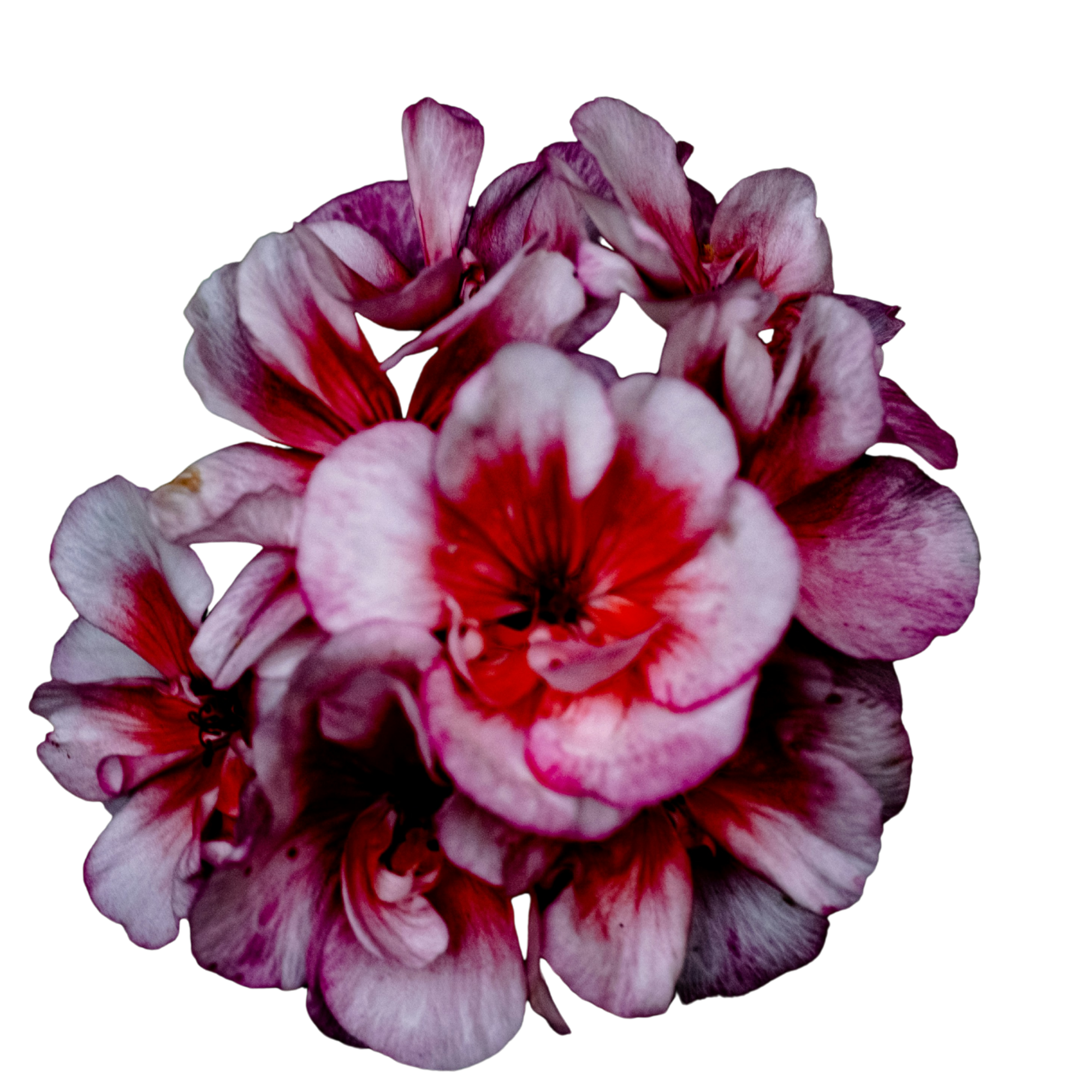 Close-up of a cluster of pink and white geranium flowers against a black background.