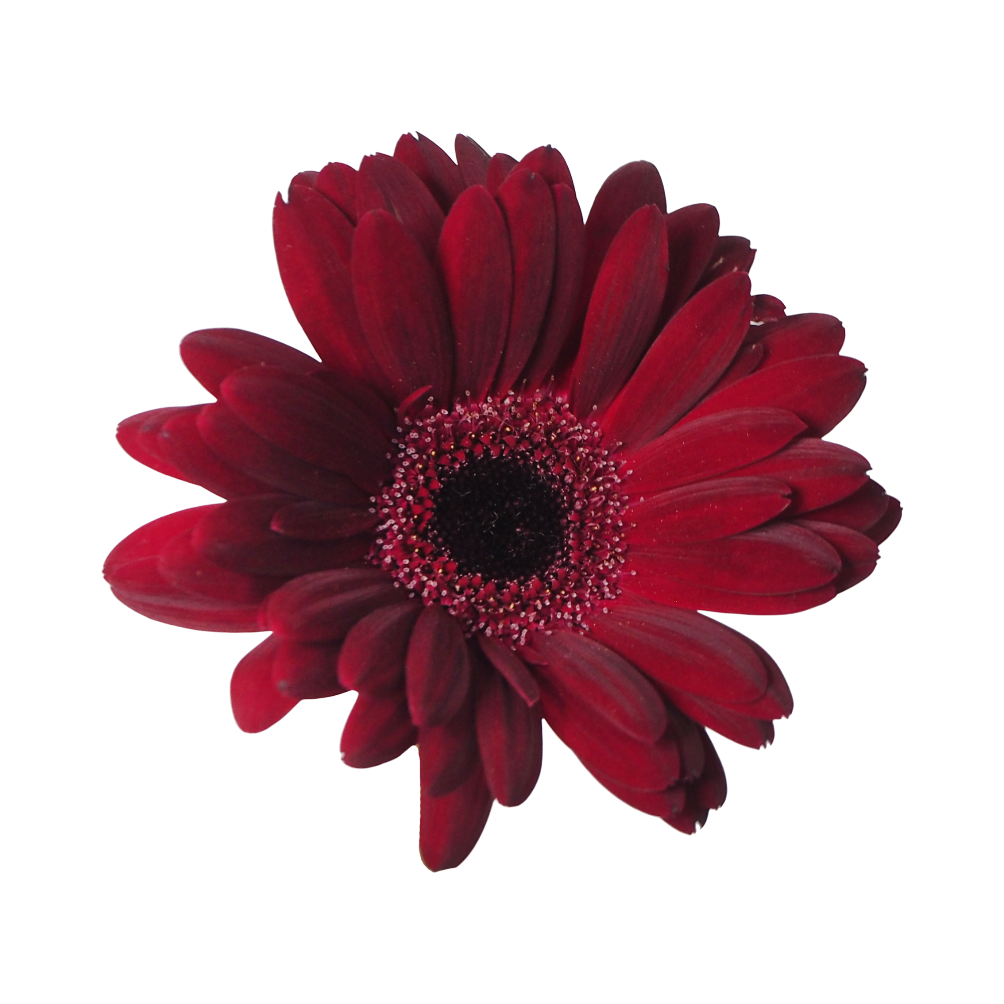A close-up of a red flower, possibly a gerbera daisy, with layered petals and a dark center.