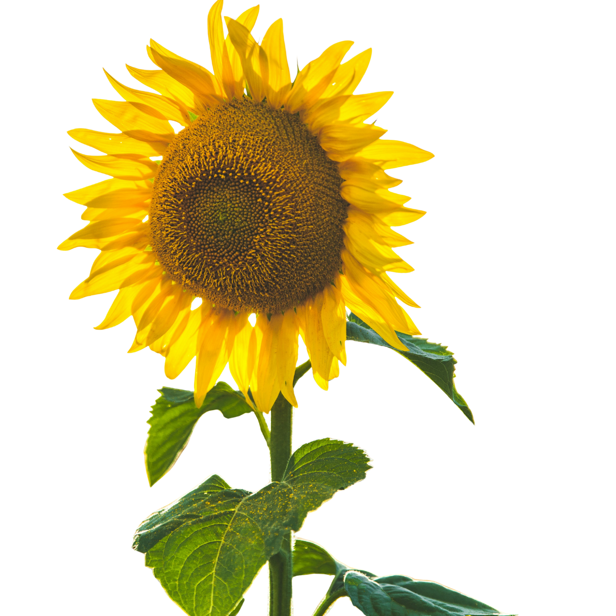 A bright yellow sunflower with a large central disk and green leaves against a transparent background.