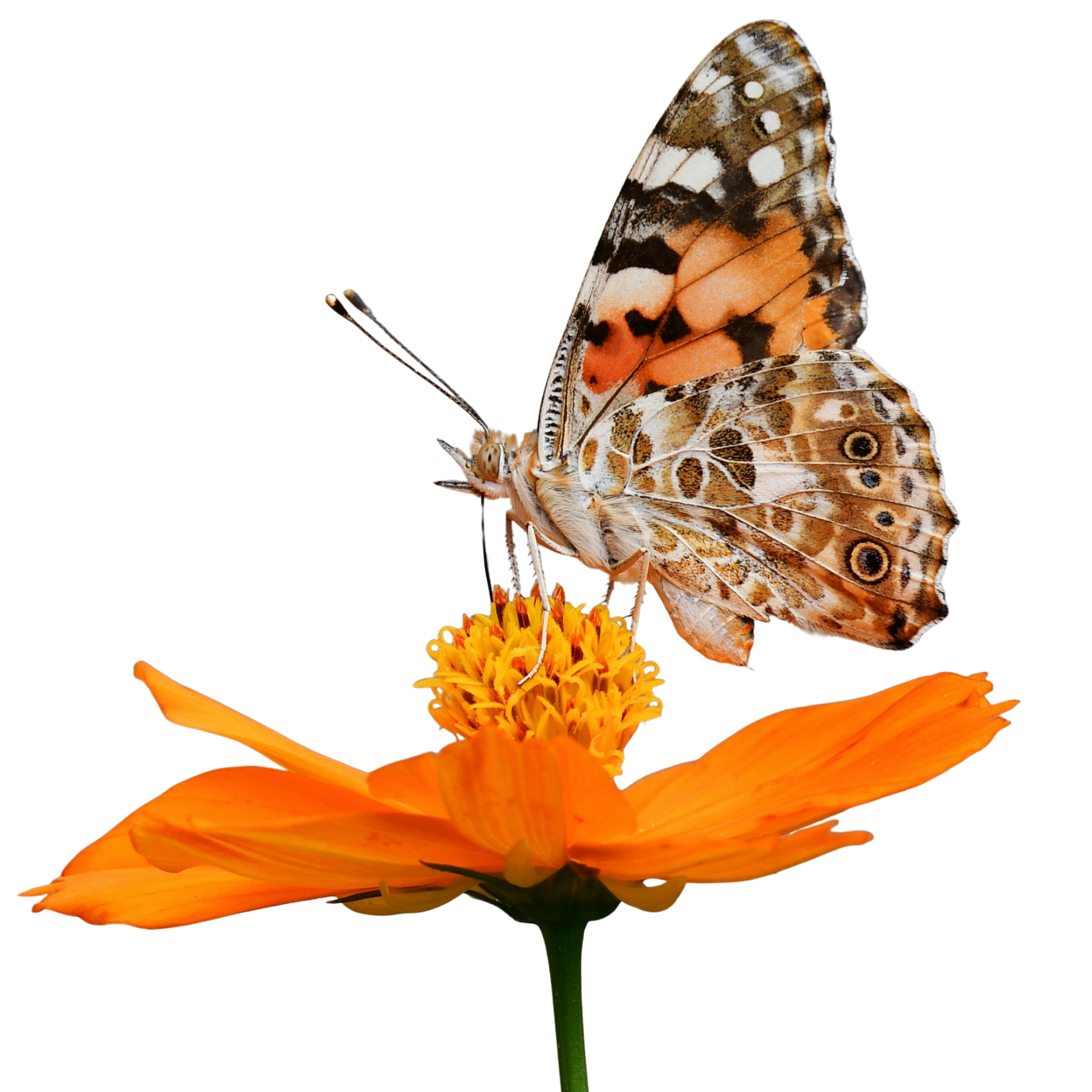 A butterfly with intricate orange, black, and white wing patterns perched on an orange flower against a black background.