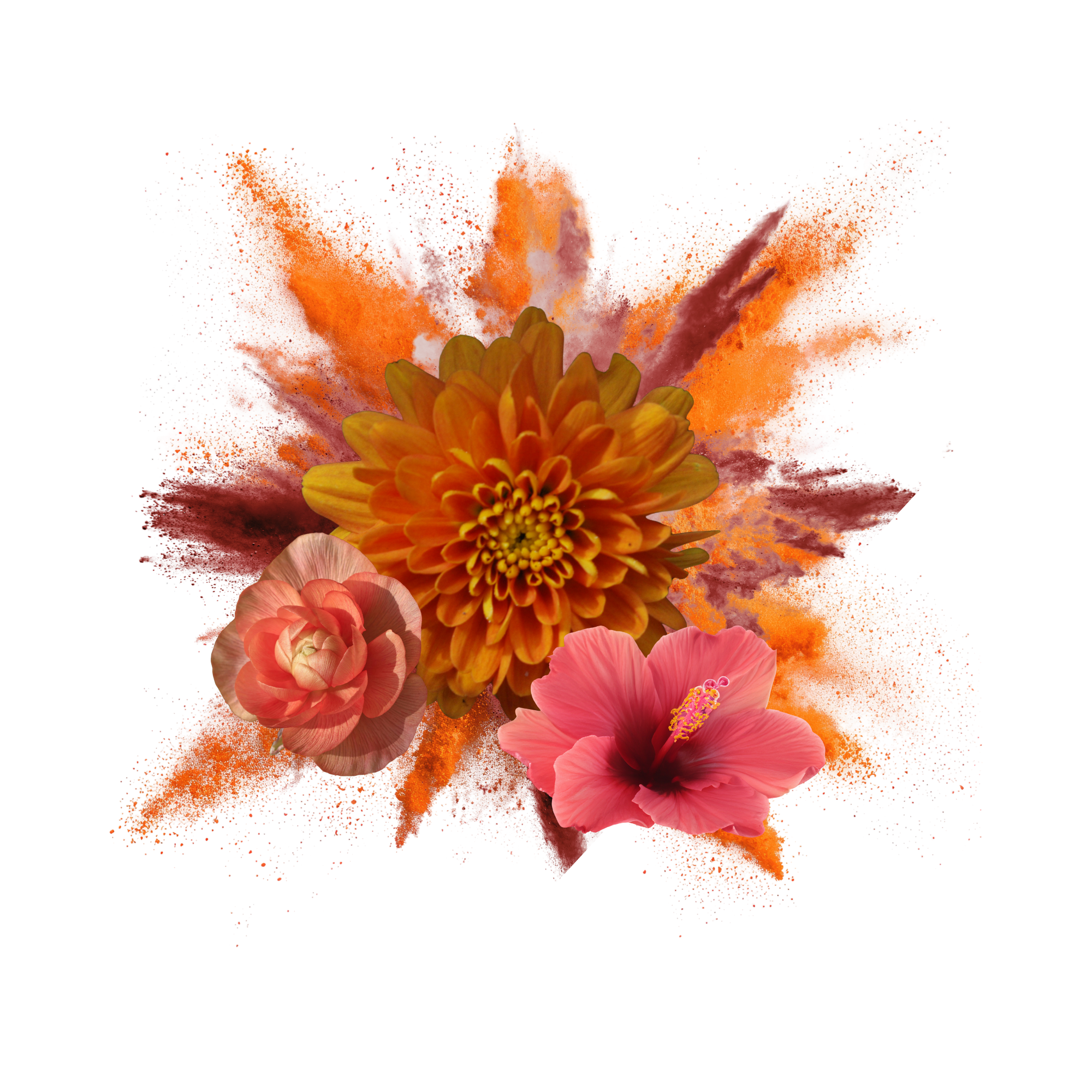 A digital collage featuring a large orange and yellow dahlia, a pink hibiscus, and a peach-colored ranunculus with a painted orange and white splash background.