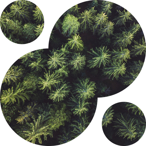Aerial view of a dense forest with tall green trees.