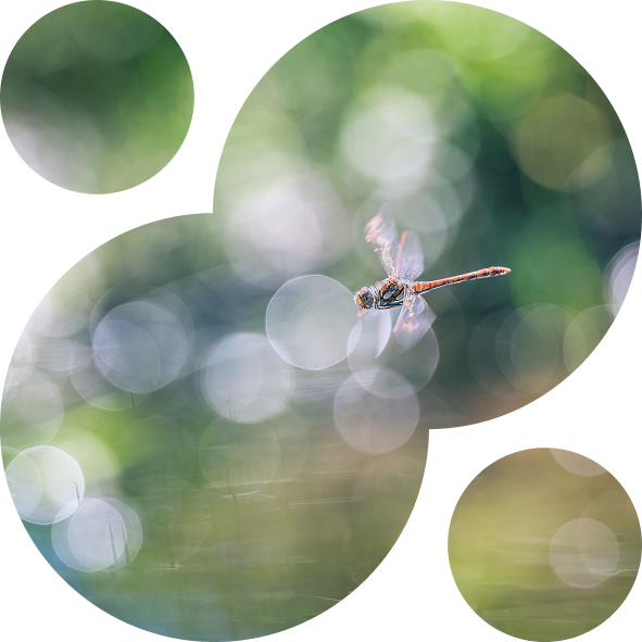 A dragonfly in flight with bokeh circles against a blurred green and blue background. Circular frames give a dreamy, serene tone to the image.
