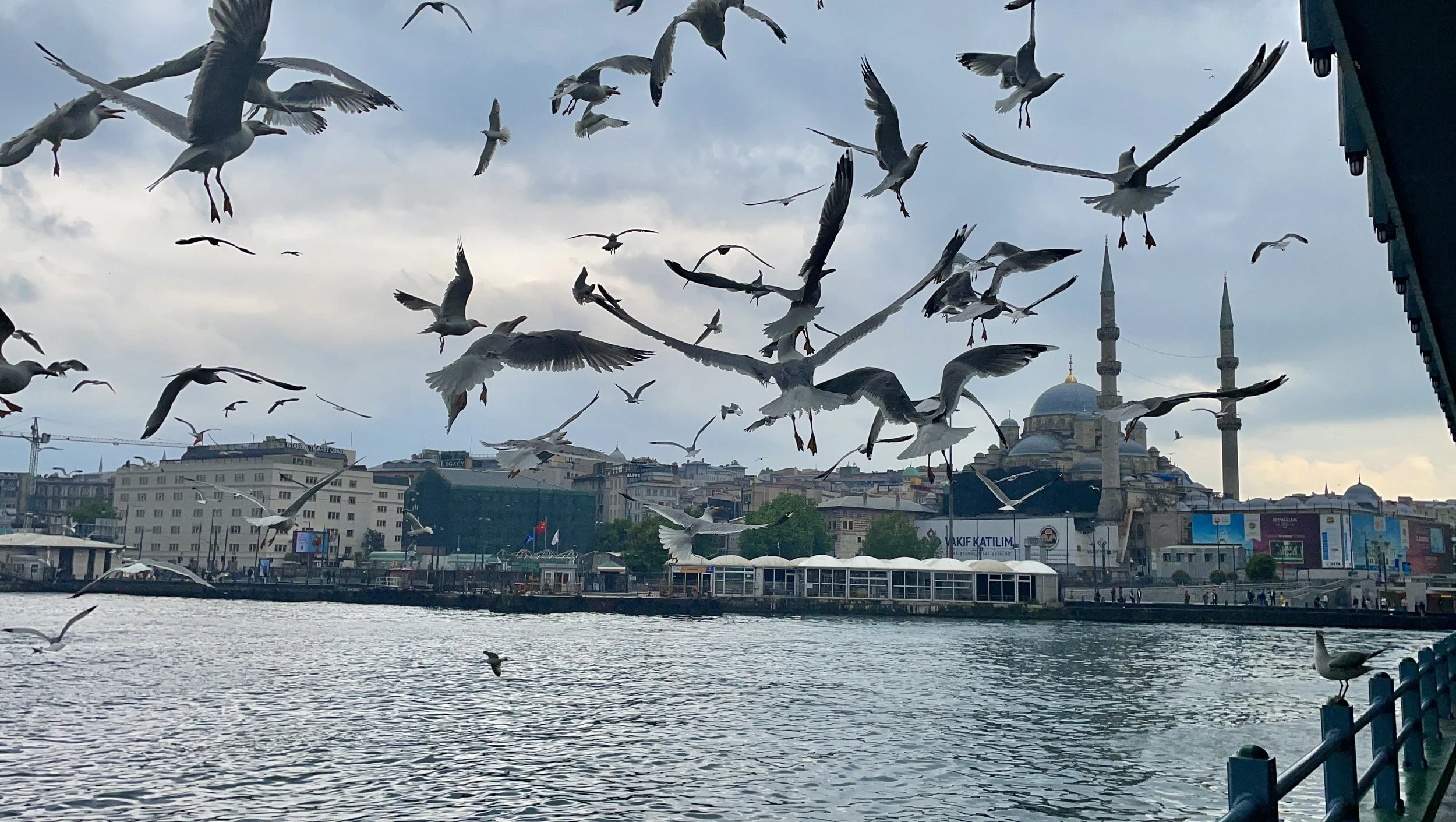 Seagulls flying over a waterfront with a cityscape in the background, including a mosque with minarets and various buildings.