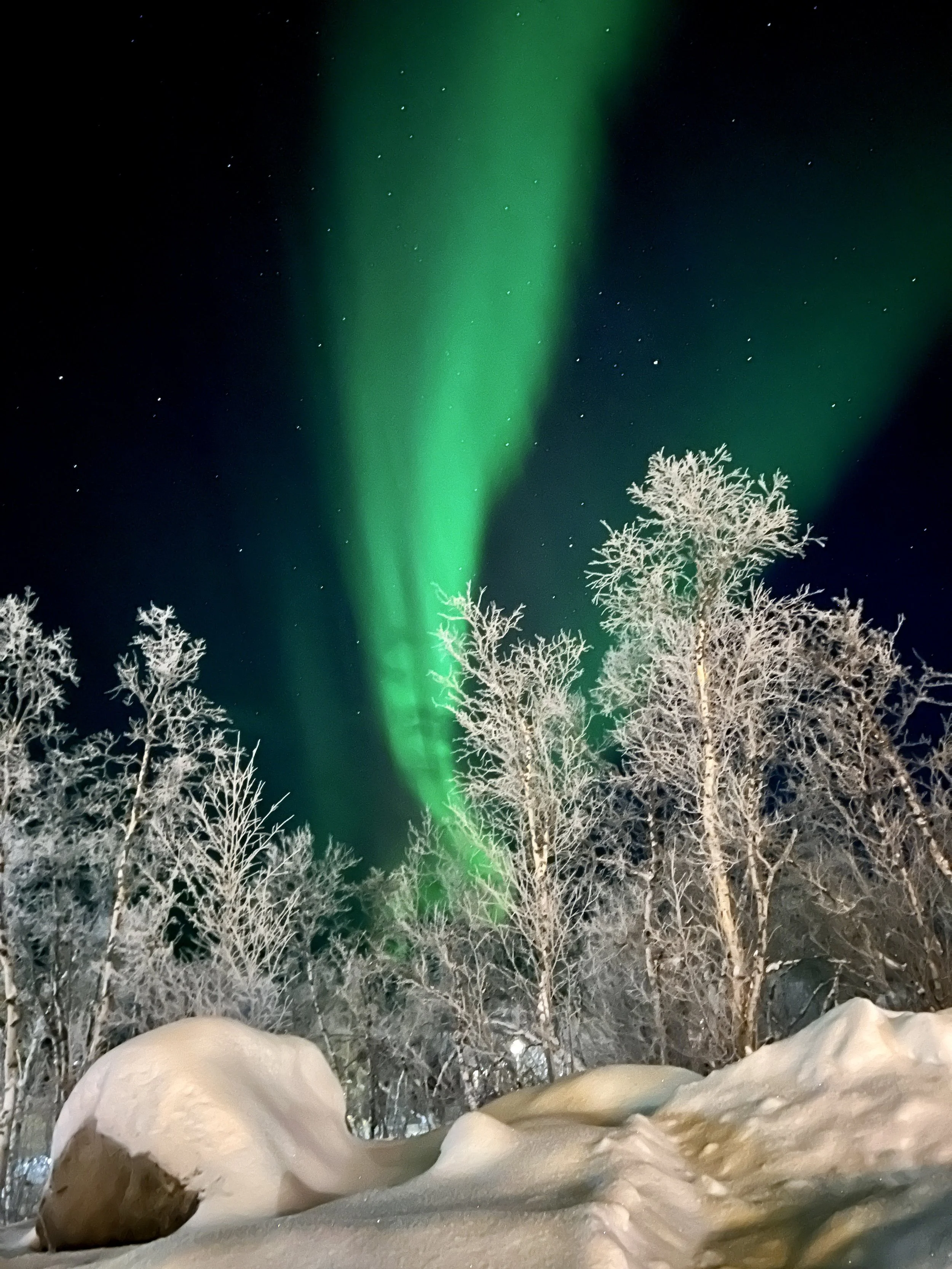 Northern lights illuminating the night sky above snow-covered trees and ground.