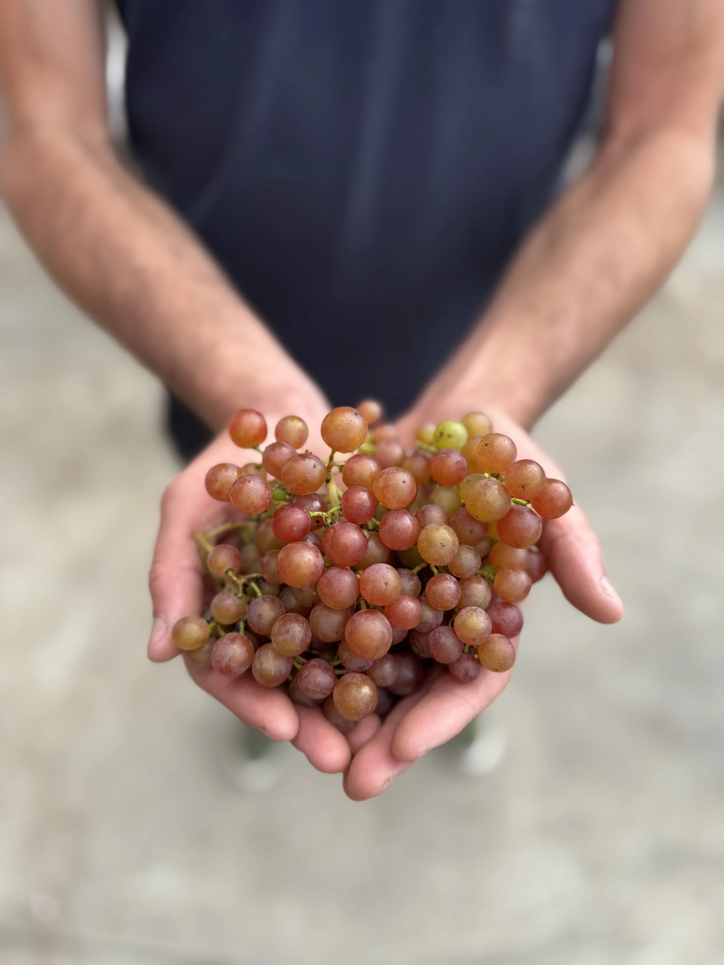 Hands holding grapes