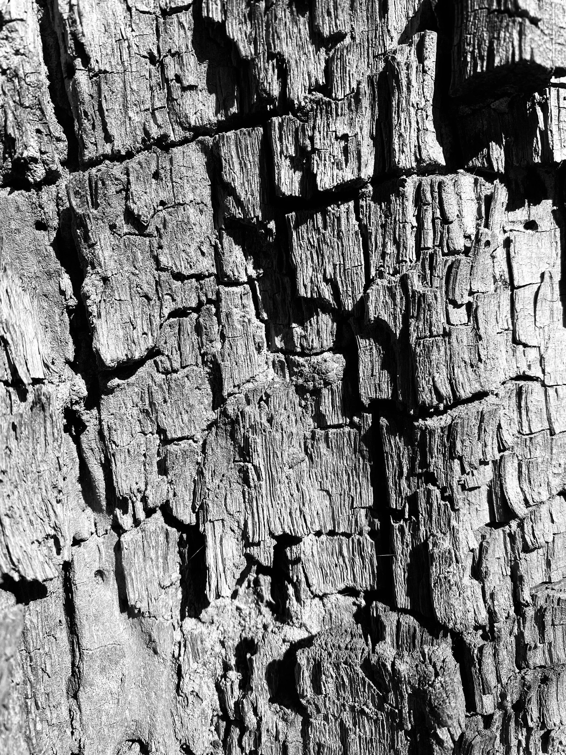 Close-up of a weathered, cracked piece of wood, black and white.