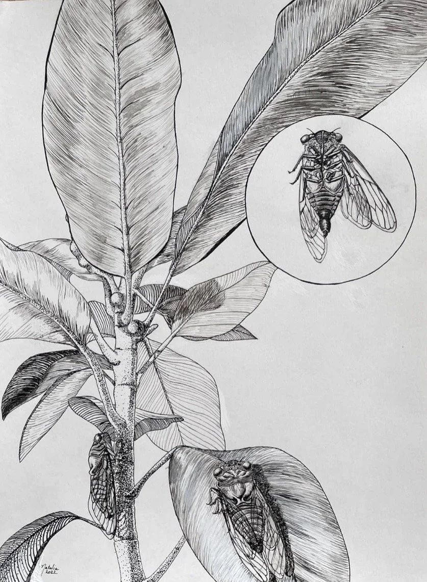 Cicada Study (Fort Worth), India Ink on Bristolboard, 12" x 16", 2021