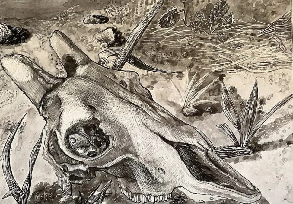 Skull Study, India Ink on Claybord, 6" x 4", 2022