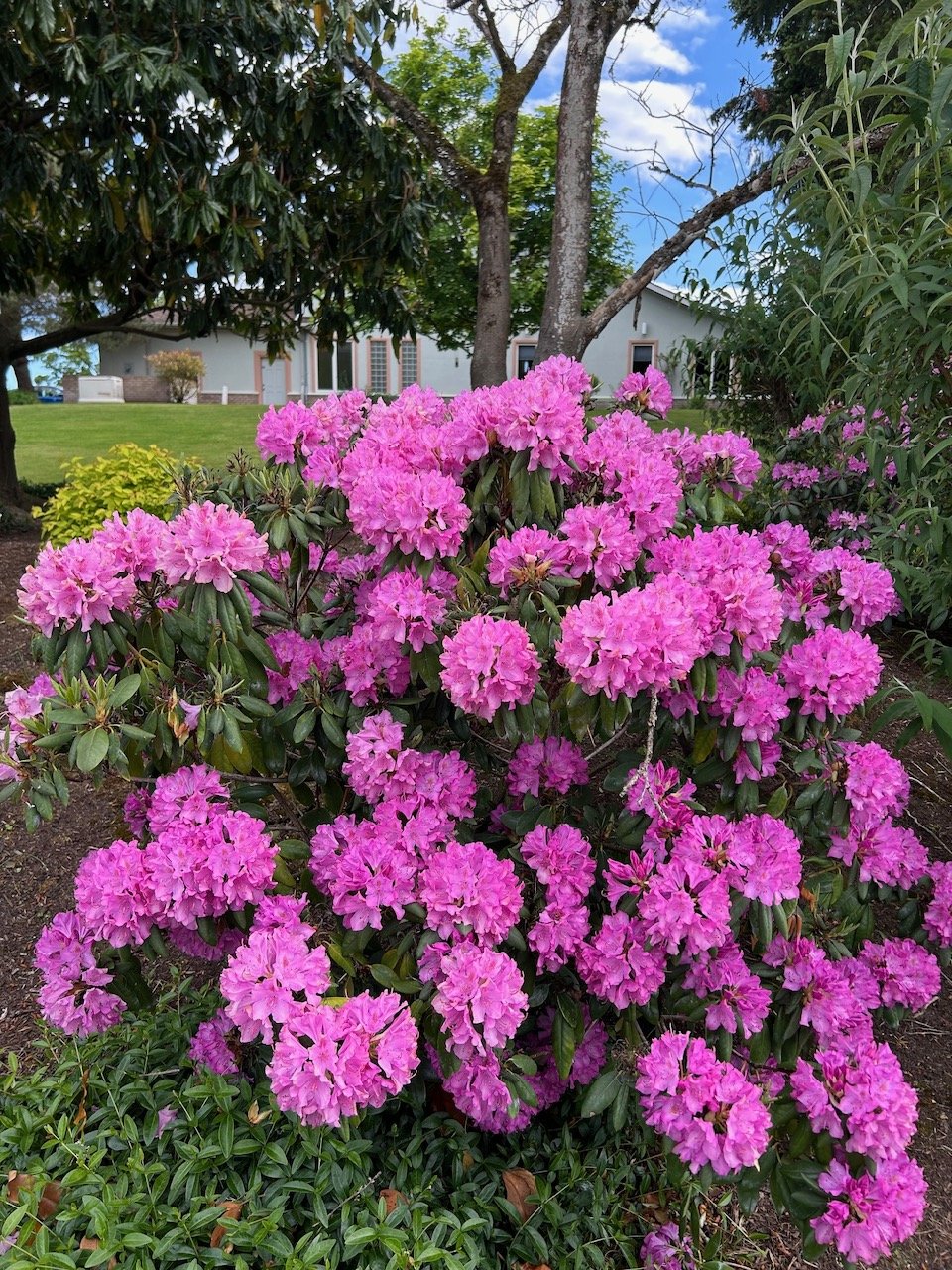 IMG_5170.jpeg