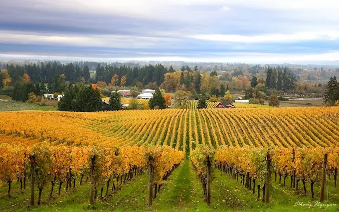 Sokol Blosser Winery