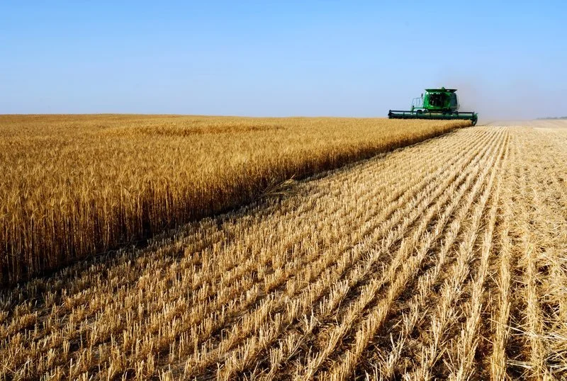 Combine harvesting crops