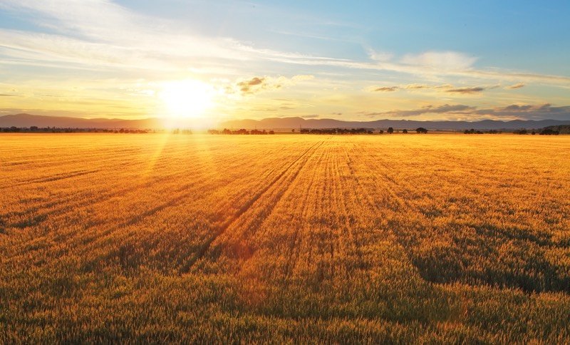 Golden field with setting sun
