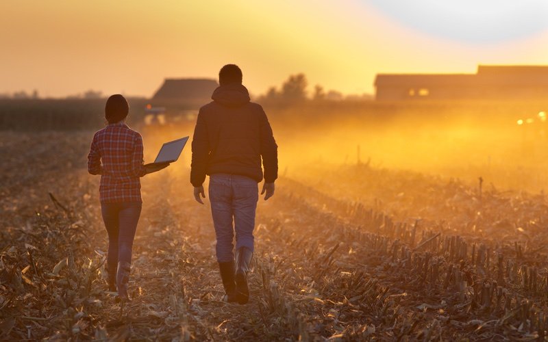 Two people walking in a harvested field