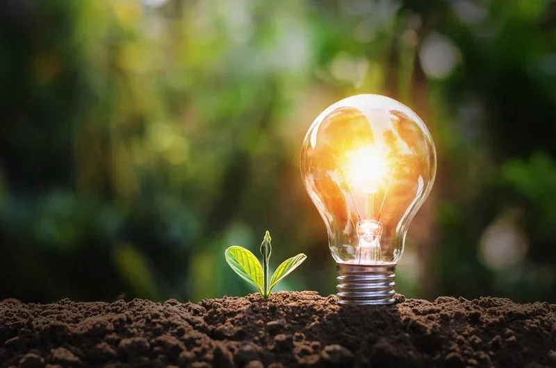 LIght bulb and nature