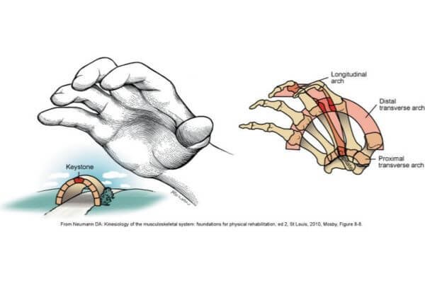 anatomical graphic of arches of hands needed in yoga