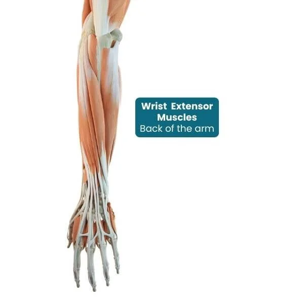 anatomical graphic of wrist extensor muscles used to prevent wrist pain in yoga