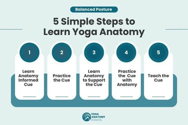 graphic of 5 simple steps to learn yoga anatomy by dr trish corley
