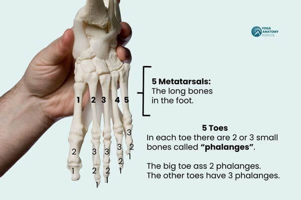 photo of dr trish corley holding anatomical model of foot with bones labeled