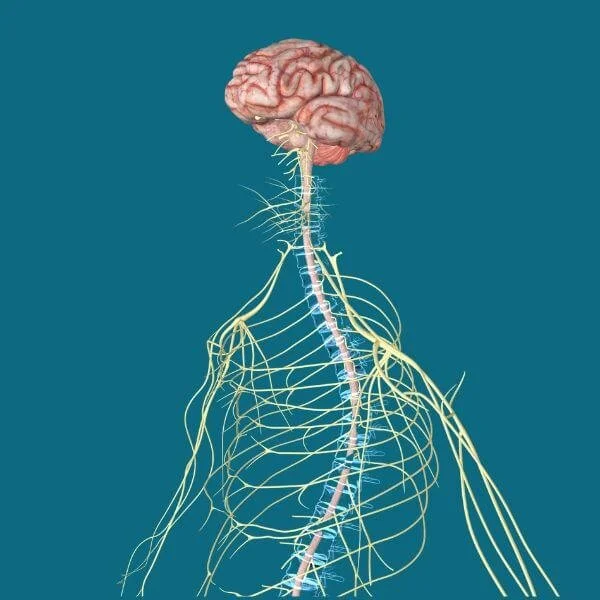 yoga anatomy school anatomical graphic of brain and spinal cord on teal