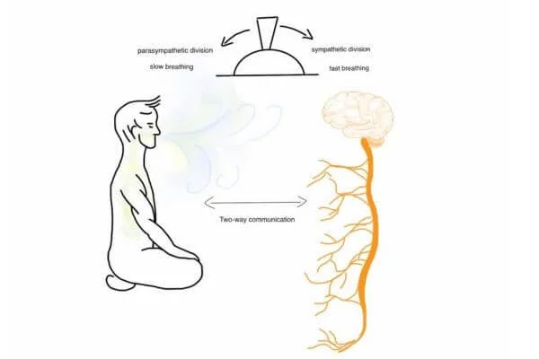 anatomical graphic of breathing and nervous system link to parasympathetic response